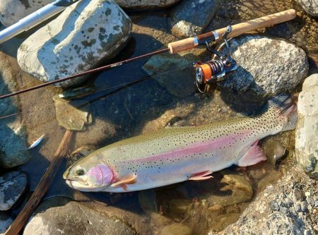 大型ばかり！ 天竜川ルアーフライ専用区